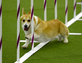 Windy Corner Corgis N Aussies Too - Dog Breeders