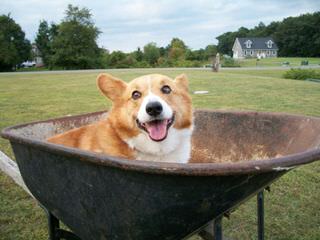 Welsh Corgi - Dog Breeders