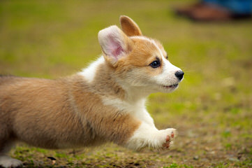 Dogwood Cove Corgis - Dog and Puppy Pictures