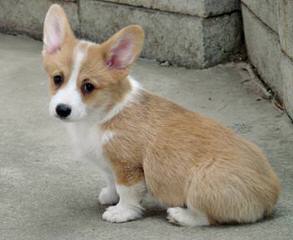 Akc Pem. Welsh Corgis - Dog and Puppy Pictures