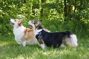 Fortin’s Pembroke Welsh Corgis - Dog Breeders