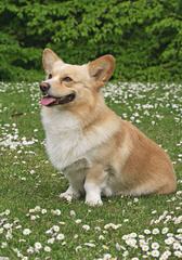 Rockin D Welsh Corgis - Dog Breeders