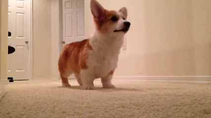 Tailwind Corgis - Dog and Puppy Pictures