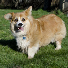 Dnk’s Delaware Corgi - Dog Breeders