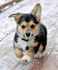 Pembroke Welsh Corgis Of Pleasantstone - Dog and Puppy Pictures