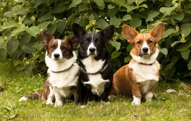 Djcorgis Kennel - Dog Breeders