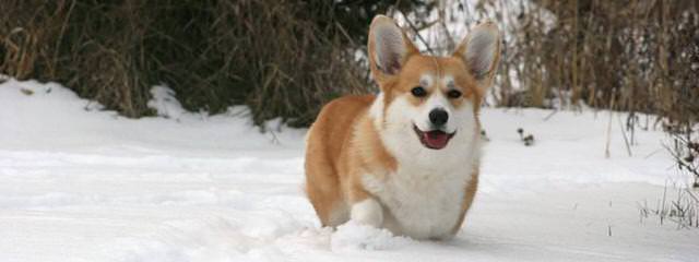 Fortin’s Pembroke Welsh Corgis - Dog Breeders