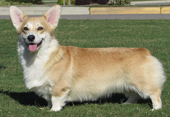 South Haven’s Pembroke Welsh Corgis - Dog and Puppy Pictures