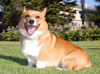 Welsh Corgi Pups And Aussie Corgi Hybrids - Dog Breeders