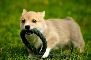 Two Akc Tri-Colored Welsh Corgi Pups - Dog Breeders