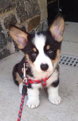 Welsh Corgi Pups And Aussie Corgi Hybrids - Dog Breeders