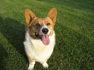 Rockin D Welsh Corgis - Dog Breeders