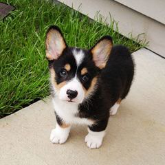 Copica Puppies Available Pembroke Welsh Corgi - Dog and Puppy Pictures