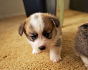 Two Akc Tri-Colored Welsh Corgi Pups - Dog Breeders