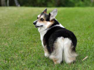 Welsh Corgi Pups And Aussie Corgi Hybrids - Dog and Puppy Pictures