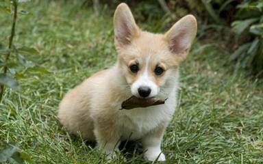 Pembroke Welsh Corgis - Dog Breeders