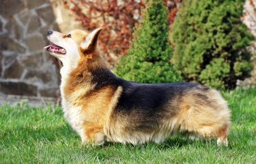 Windy Corner Corgis N Aussies Too - Dog and Puppy Pictures