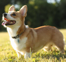 Pembroke Welsh Corgi - Dog and Puppy Pictures