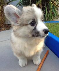 Little Corgi Puppies - Dog Breeders