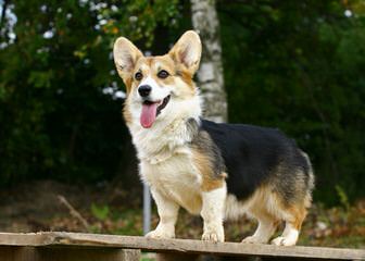 Pembroke Welsh Corgis - Dog Breeders