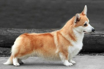 Fortin’s Pembroke Welsh Corgis - Dog Breeders