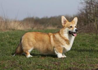 Pembroke Welsh Corgi - Dog Breeders