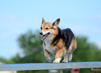 Windy Corner Corgis N Aussies Too - Dog Breeders