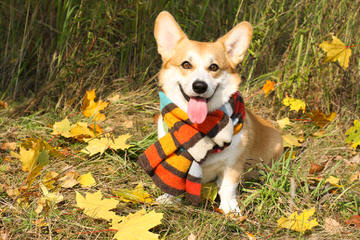 Unique Country Corgis - Dog Breeders