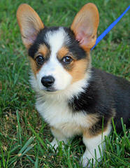 Andrews Pembroke Welsh Corgi’s - Dog Breeders