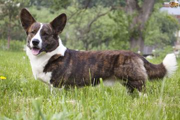 Jan’s Best Corgis - Dog Breeders