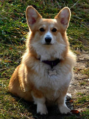 Tailwind Corgis - Dog and Puppy Pictures