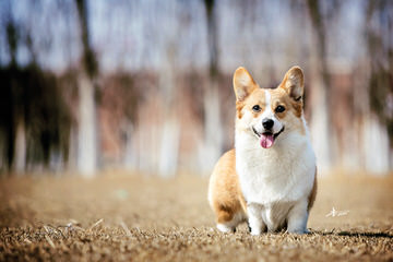 Dogwood Cove Corgis - Dog Breeders