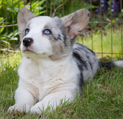 Proven Champion Catahoulas Pembroke Welsh Corgi - Dog Breeders