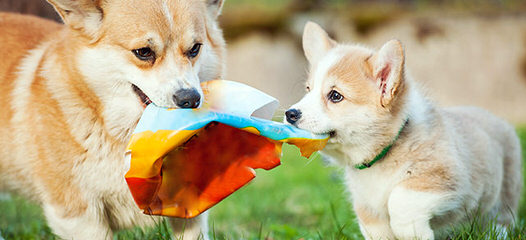 Caroline’s Corgis - Dog and Puppy Pictures