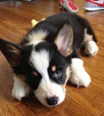 Copica Puppies Available Pembroke Welsh Corgi - Dog and Puppy Pictures