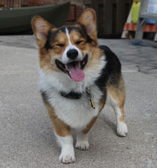 Santa Margarita Corgis - Dog Breeders