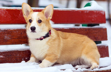 Pembroke Welsh Corgis Of Pleasantstone - Dog and Puppy Pictures