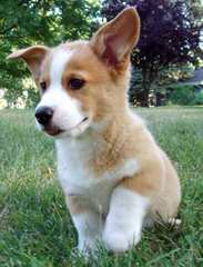 Pembroke Welsh Corgis - Dog and Puppy Pictures