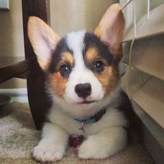 Pembroke Welsh Corgis - Dog Breeders