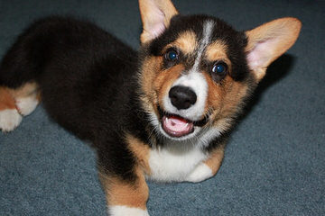 Santa Margarita Corgis - Dog and Puppy Pictures