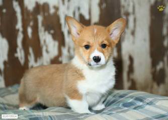 Pembroke Welsh Corgis Of Pleasantstone - Dog Breeders