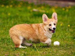 Pembroke Welsh Corgis Of Pleasantstone - Dog Breeders