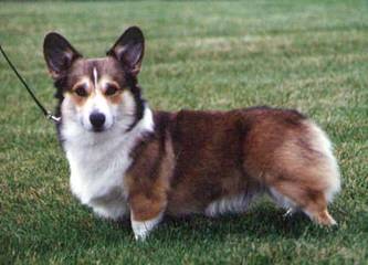 Pembroke Welsh Corgi - Dog and Puppy Pictures