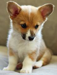 Great Basin Corgi’s - Dog Breeders