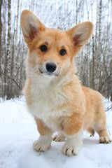 SSRpembroke Welsh corgis - Dog Breeders