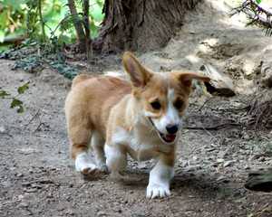 Pembroke Welsh Corgis - Dog and Puppy Pictures