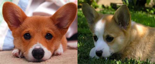 Jan’s Best Corgis - Dog Breeders