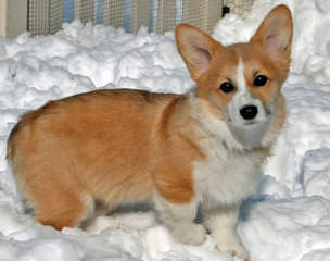 pembroke corgis fortin