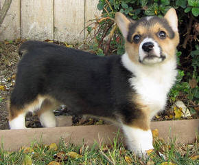 Copica Puppies Available Pembroke Welsh Corgi - Dog Breeders