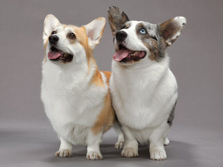 Little Corgi Puppies - Dog Breeders